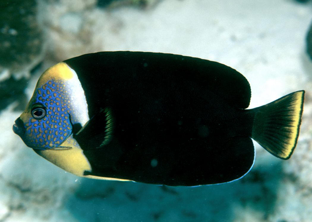 CHAETODONTOPLUS PERSONIFER